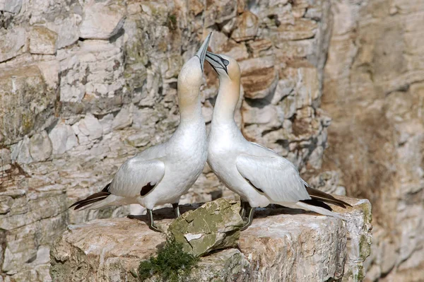 Northern Gannets Morus Bassanus Mating Display Chalk Cliffs Bempton — Stock Photo, Image