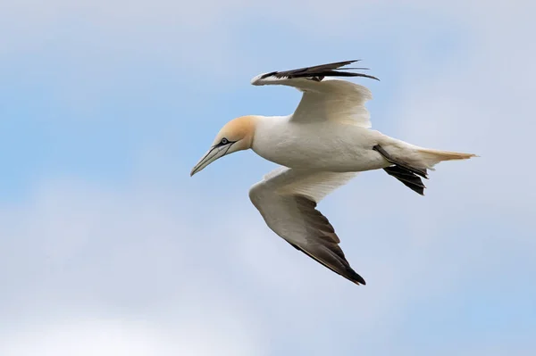 北Gannet Morus Bassanus 在Bempton的粉笔悬崖峭壁上飞行 — 图库照片