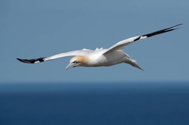 Kuzey Gannet (Morus bassanus) Bempton 'un tebeşir kayalıklarının üzerinde uçuyor