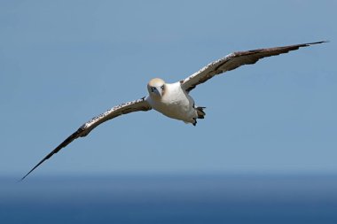 Kuzey Gannet (Morus bassanus) Bempton 'un tebeşir kayalıklarının üzerinde uçuyor