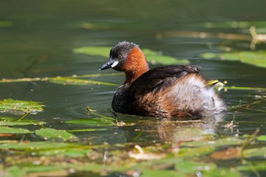 Little Grebe (Tachybaptus ruficollis) in a disused canal thick with vegetation clipart