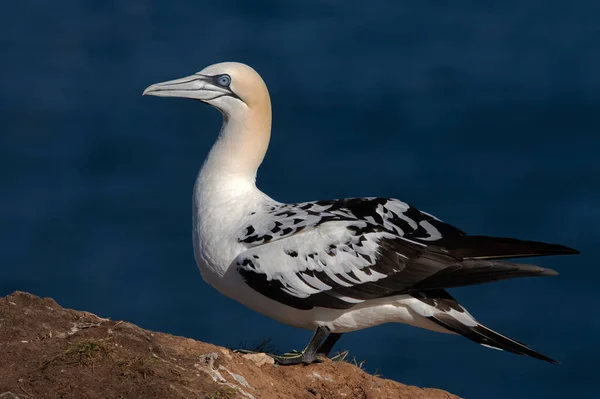 Βόρεια Gannet Morus Bassanus Στα Βράχια Κιμωλία Του Μπέμπτον — Φωτογραφία Αρχείου