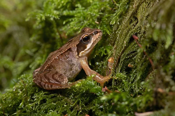Tiny Juvenile Common Frog Rana Temporaria Deep Moss Centre Forest — Stock Photo, Image