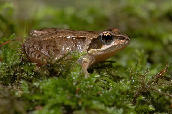 Tiny Juvenile Common Frog Rana Temporaria Deep Moss Centre Forest — Stock Photo, Image
