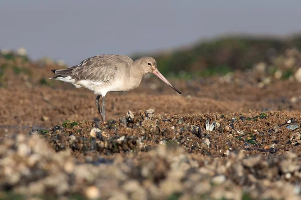 Fekete Farkú Godwit Limosa Limosa Amely Norfolki Partvidéken Mussel Beds — Stock Fotó