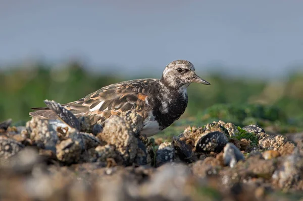 ルドルフ ターンストーン Arenaria はノーフォーク海岸のムッセル ベッド Mytilus Edulis で食料を探している — ストック写真