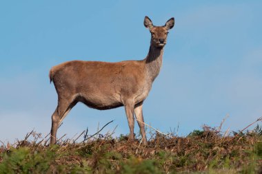 Kızıl Geyik Hind (Cervus elaphus) arkasında parlak mavi sonbahar gökyüzü