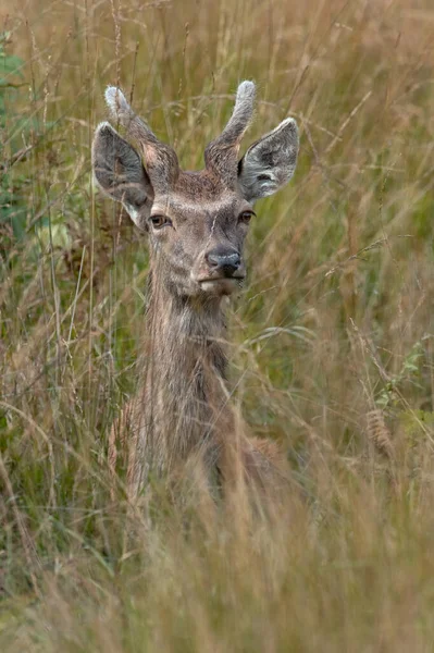 Young Male Red Deer Cervus Elaphus Long Grass — Stock Photo, Image