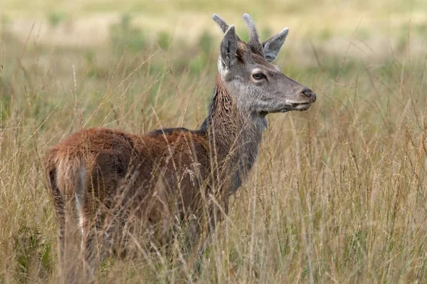 長い草の中の若いオスの赤い鹿 Cervus Elaphus — ストック写真