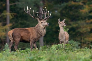 Kızıl Geyik ve Hind (Cervus elaphus) sık bir antik ormanın kıyısında