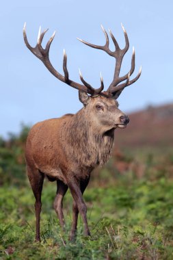 Büyük Kırmızı Geyik Geyiği (Cervus elaphus), açık bozkırda gururla yürüyor.