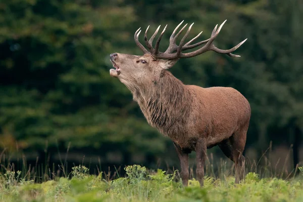 Red Deer Stag Cervus Elaphus Bellowing Bolving — Stock Photo, Image