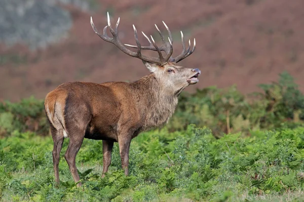 Red Deer Stag Cervus Elaphus Sniffing Air Rutting Season — Stock Photo, Image