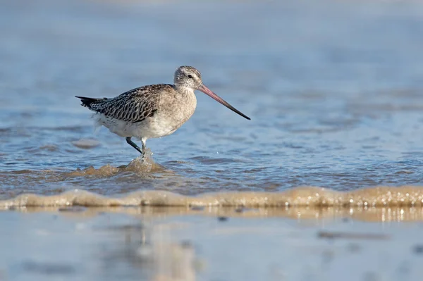 Godwit Cauda Barra Limosa Lapponica Plumagem Inverno Forrageando Costa Norfolk — Fotografia de Stock