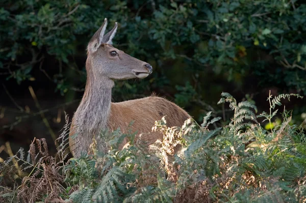 Red Deer Hind Cervus Elaphus Diep Een Bos — Stockfoto
