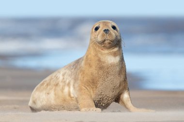Atlantic Grey Seal Pup (Halichoerus grypus) on a beach clipart