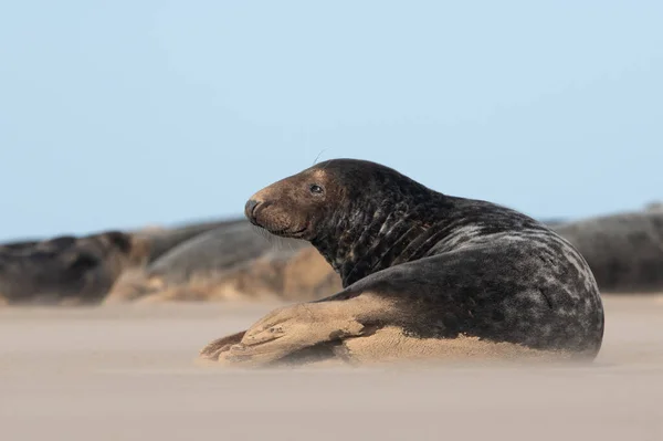 Male Atlantic Grey Seal Halichoerus Grypus Dalam Sebuah Pod Segel — Stok Foto