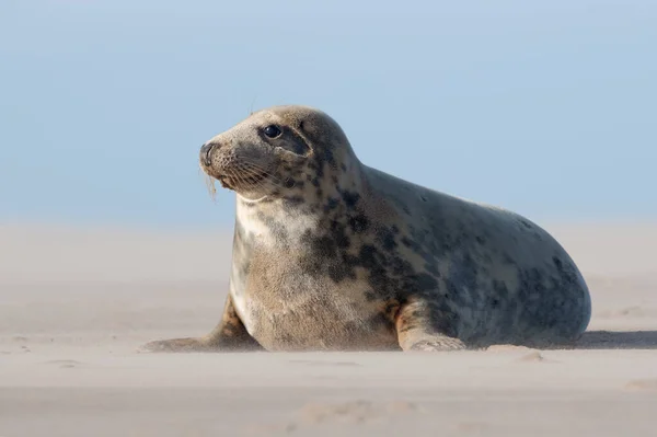 Žena Atlantic Grey Seal Halichoerus Grypus Pláži — Stock fotografie