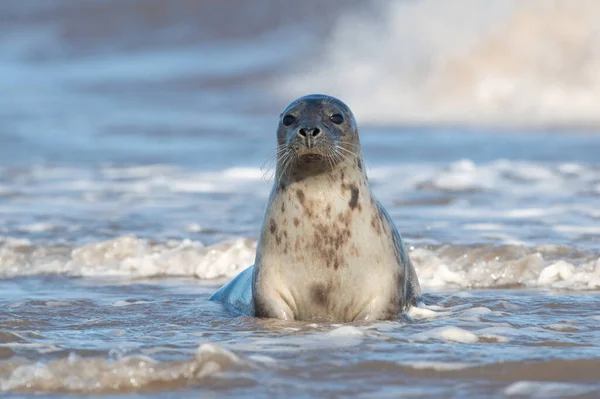 Harbour Seal Phoca Vitulina Okraji Oceánu — Stock fotografie