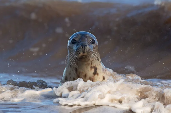 Harbour Seal Phoca Vitulina Tra Onde Che Infrangono — Foto Stock