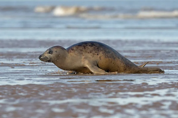 Phoque Commun Phoca Vitulina Sortant Bord Océan — Photo