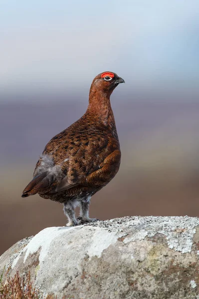 Red Grouse Lagopus Lagopus Scotica Large Gritstone Boulder Peak District — Stock Photo, Image