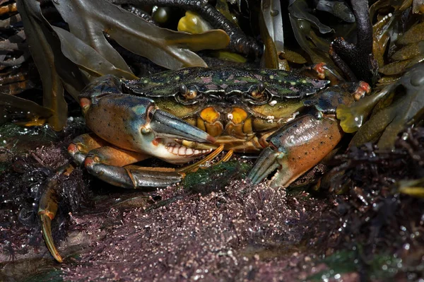 European Green Crab Carcinus Maenas Individual Magnification Ratio Images Stacked — Stock Photo, Image