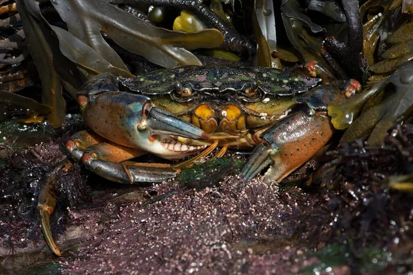 Granchio Verde Europeo Carcinus Maenas Immagini Individuali Con Rapporto Ingrandimento — Foto Stock