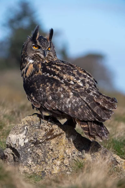 Avrasya Kartal Baykuşu Bubo Bubo Liken Kaplı Bir Kayanın Üzerine — Stok fotoğraf