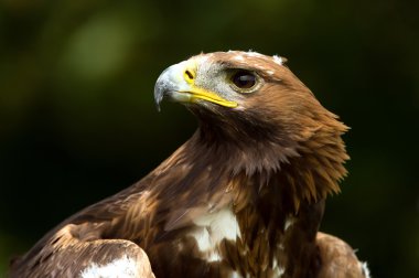 Altın Kartal