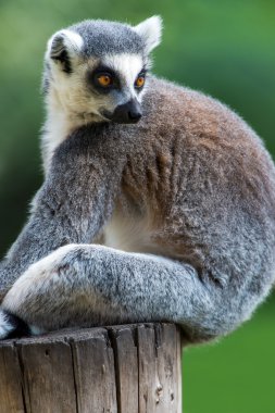 Halka Kuyruklu Lemur