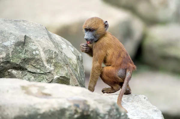 Baboon — Stock Photo, Image