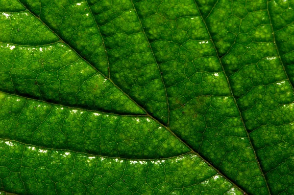 Leaf Nature Background — Stock Photo, Image