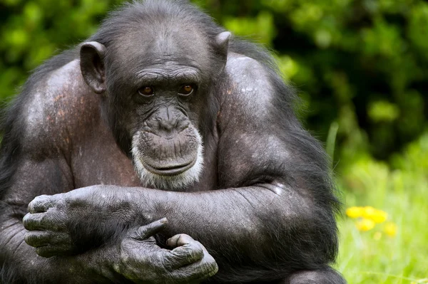 Chimpanzee — Stock Photo, Image