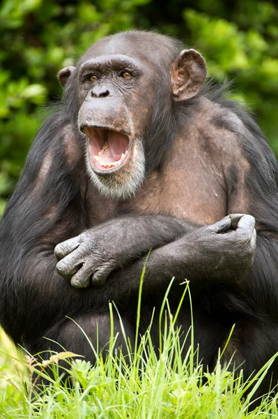 Chimpanzé — Fotografia de Stock