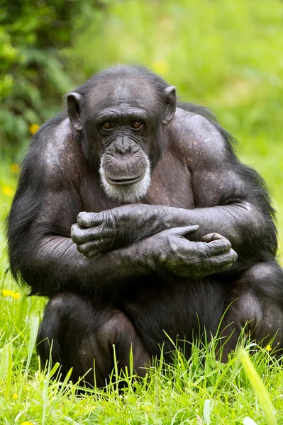 Chimpansee — Stockfoto