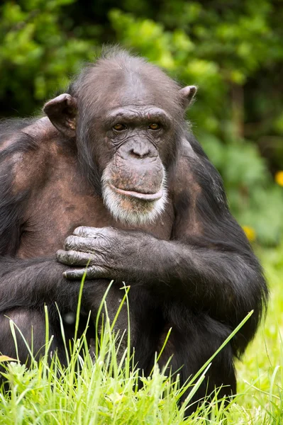 Chimpanzé — Fotografia de Stock