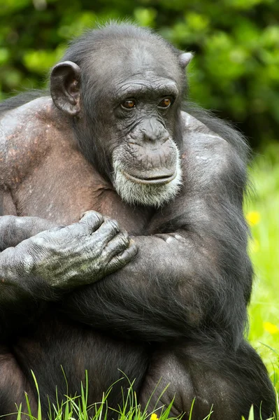 Chimpanzee — Stock Photo, Image