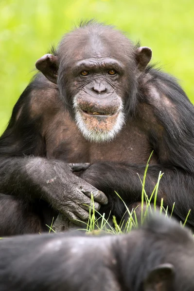 Χιμπατζής. — Φωτογραφία Αρχείου