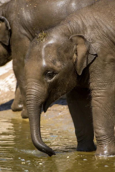 Bebé elefante indio — Foto de Stock