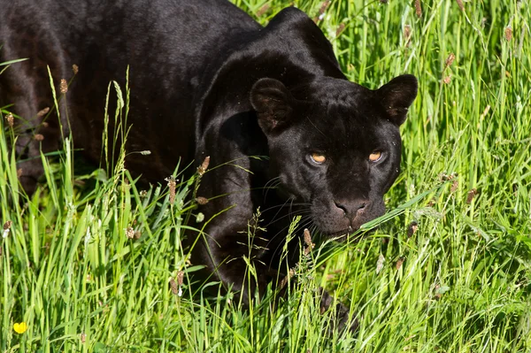 Czarny jaguar — Zdjęcie stockowe