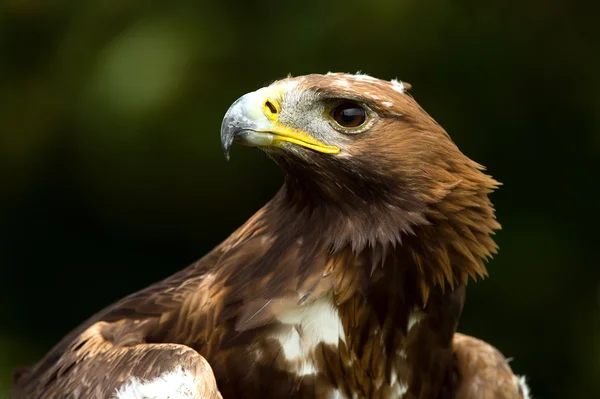 Golden Eagle — Stock Photo, Image