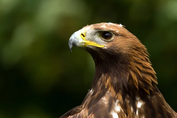 Águila real — Foto de Stock