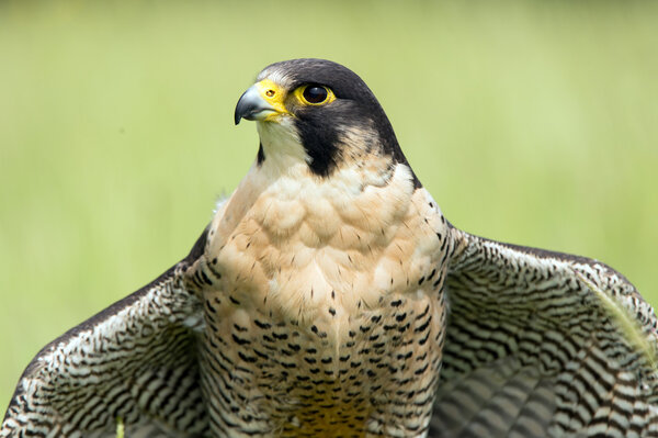 Peregrine Falcon