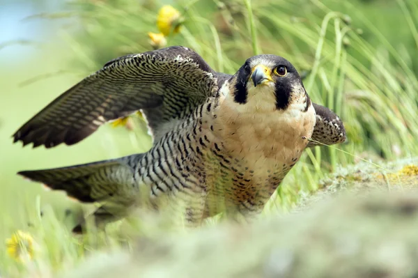 Γεράκι Peregrine — Φωτογραφία Αρχείου