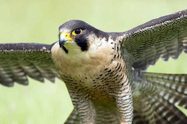 Halcón peregrino — Foto de Stock