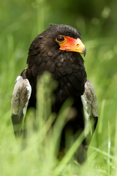 Bateleur Eagle — Stock Photo, Image