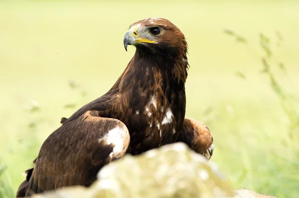 Águila real — Foto de Stock