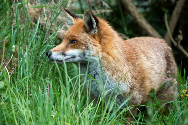 Red Fox — Stock Photo, Image