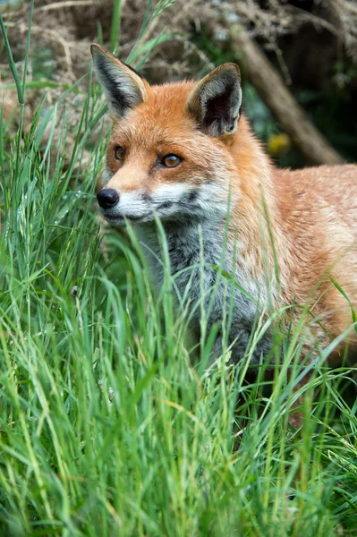 Rotfuchs — Stockfoto